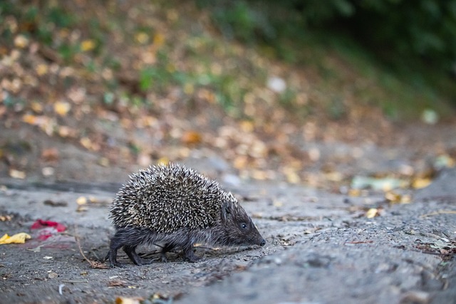 继续其快速 继续其快速